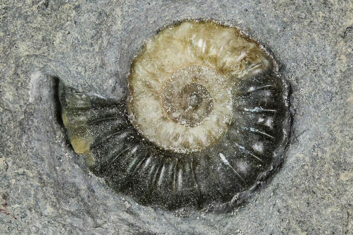 Fossil Ammonites (Promicroceras) - Lyme Regis #110721